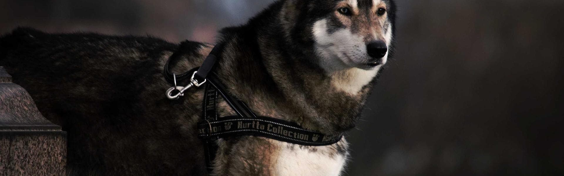 Wide view of Mile 12 produce market with traders and buyers