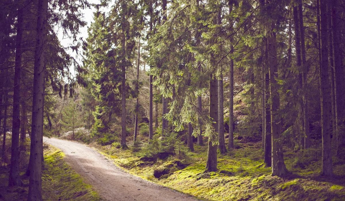 Preparing for the Festive Season - What to Expect at Mile 12