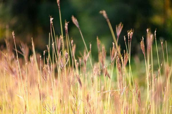 Panla (Dried Hake) displayed in Mile 12 market